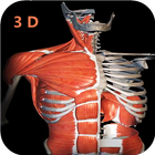 Anatomy Learning 3D- Anatomy of the human body أيقونة