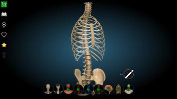 Anatomy Learning 3D- Anatomy of the human body Affiche