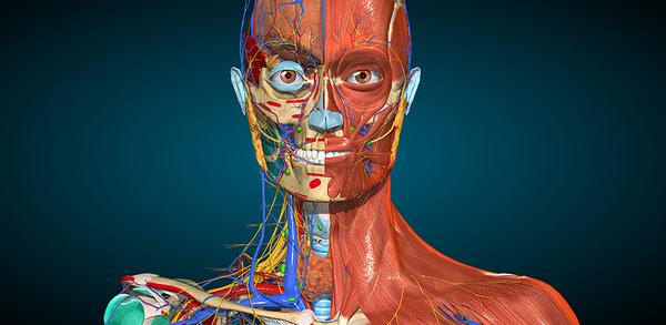 Wie kann ich 3D-Anatomie - Anatomy Learning auf mein Telefon herunterladen? image