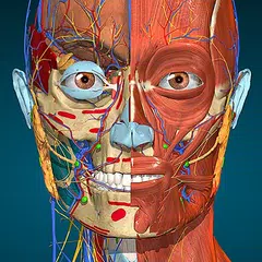 Baixar Anatomy Learning - Anatomia 3D XAPK