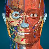 Anatomy Learning - 3D 解剖学
