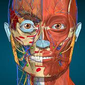 Anatomy Learning icono