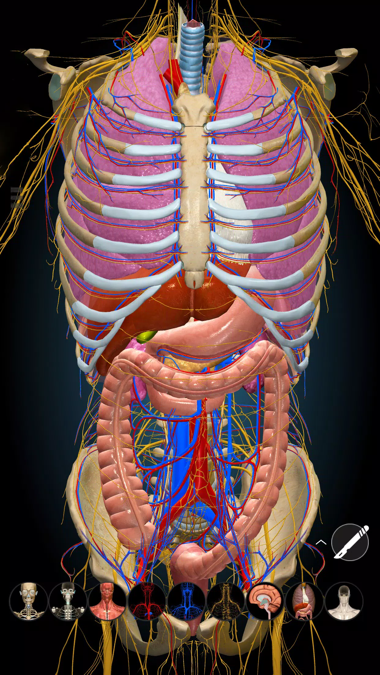 Anatomy Learning - 3D Anatomy APK for Android Download