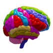 Cerveau et système nerveux