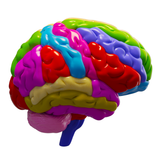 Cerebro y Sistema nervioso 3D APK