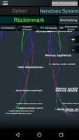 Gehirn und Nervensystem 3D Screenshot 3