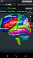 Cerveau et système nerveux Affiche