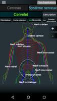 Cerveau et système nerveux capture d'écran 1