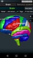 Brain and Nervous System 3D постер