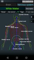 Brain and Nervous System 3D تصوير الشاشة 1