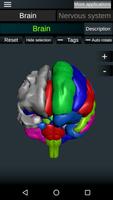 Brain and Nervous System 3D screenshot 2