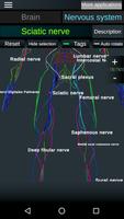 Brain and Nervous System 3D скриншот 3