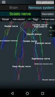 Brain and Nervous System 3D ภาพหน้าจอ 3