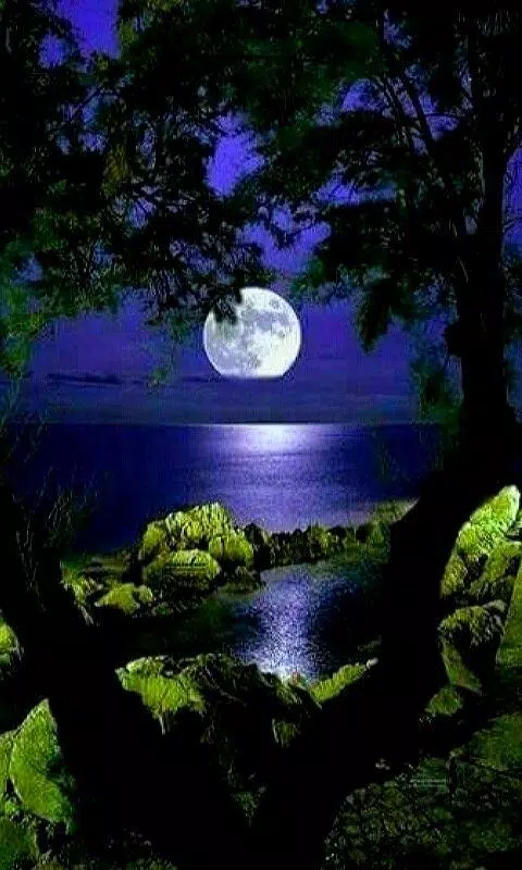 Nature Beauty HD Wallpapers APK for Android Download Nature Beauty HD Wallpapers APK for Android Download