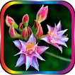 Various kinds of flowers