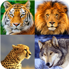 Animal Wallpapers-icoon