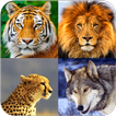 Animal Wallpapers