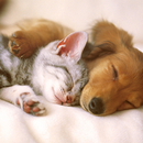 Animal Live Wallpaper APK