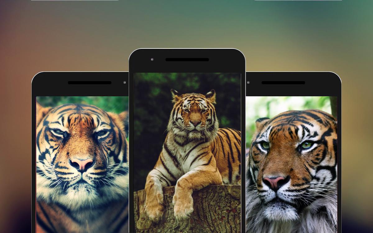 Android 用の 虎の壁紙 Apk をダウンロード