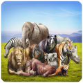 Animals Photos Frames