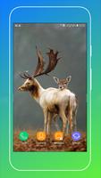 Animals Wallpaper Screenshot 2