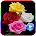 Flowers Animated Stickers আইকন