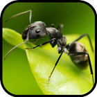 Ant Wallpapers🐜 - Insects Wallpaper-icoon