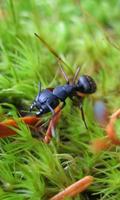 Ant Wallpapers🐜 - Insects Wallpaper screenshot 3