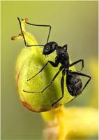 Ant Wallpapers🐜 - Insects Wallpaper-poster