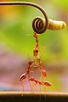 Ant Wallpapers🐜 - Insects Wallpaper screenshot 1