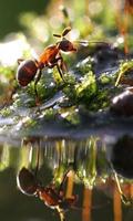 Ant Wallpapers🐜 - Insects Wallpaper screenshot 2