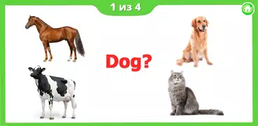 Learning animals - Flashcards