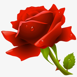 صور ورد بجودة عالية 2021