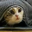 Funny videos