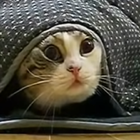 Funny videos biểu tượng