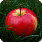 4k Apple Wallpaper icône