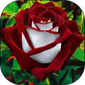 Beautiful flowers pictures