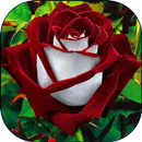 Beautiful flowers pictures APK