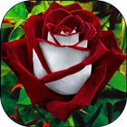 Beautiful flowers pictures 图标