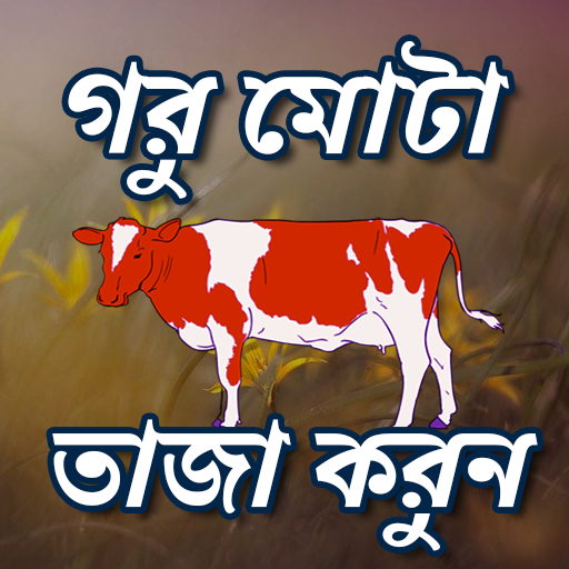 গরু দ্রুত মোটা তাজা করণ