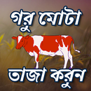গরু দ্রুত মোটা তাজা করণ APK
