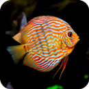 HD Aquarium Fish Wallpaper APK