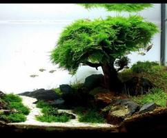 Aquarium Aquascape Design poster