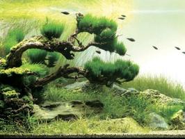 Аквариум Aquascape Design скриншот 1