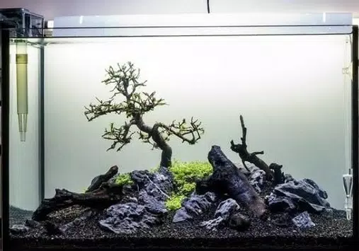 Aquarium Bonsai Design Para Android Apk Baixar