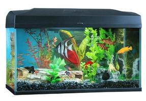 Aquarium design اسکرین شاٹ 3