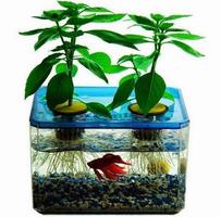 Aquarium Design Ideas gönderen