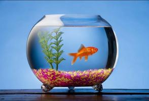 Aquarium Design Ideas imagem de tela 2