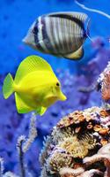 Aquarium Live Wallpaper পোস্টার