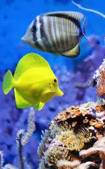 Aquarium Live Wallpaper APK download